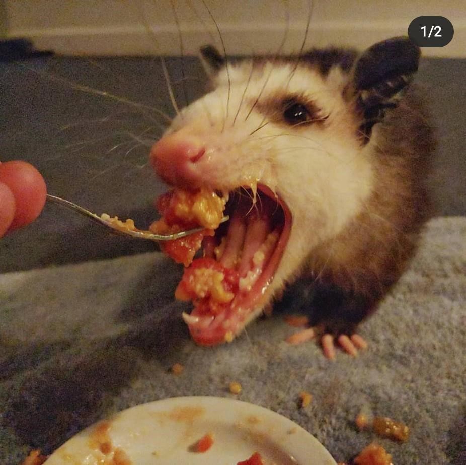 Podrick the Possum, local Instagram star